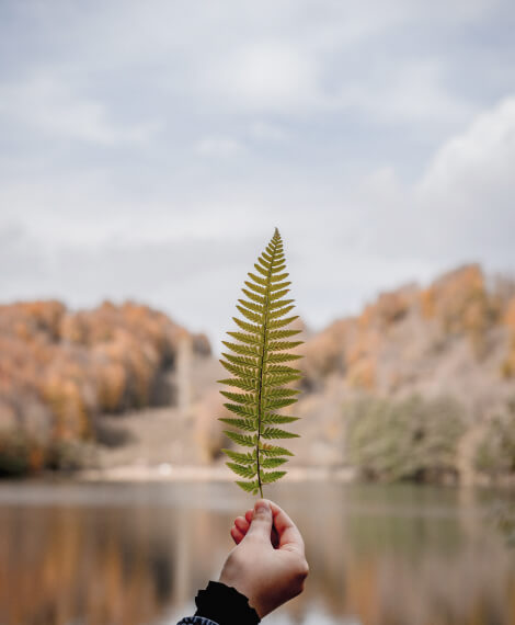 <font dir="auto" style="vertical-align: inherit;"><font dir="auto" style="vertical-align: inherit;">Lar</font></font> Leaf